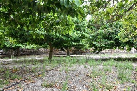 Finca i Motril, Granada, Motril - € 268.000 | Ref: 246 - foto 17